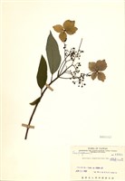 藏品(狹瓣八仙花)的圖片